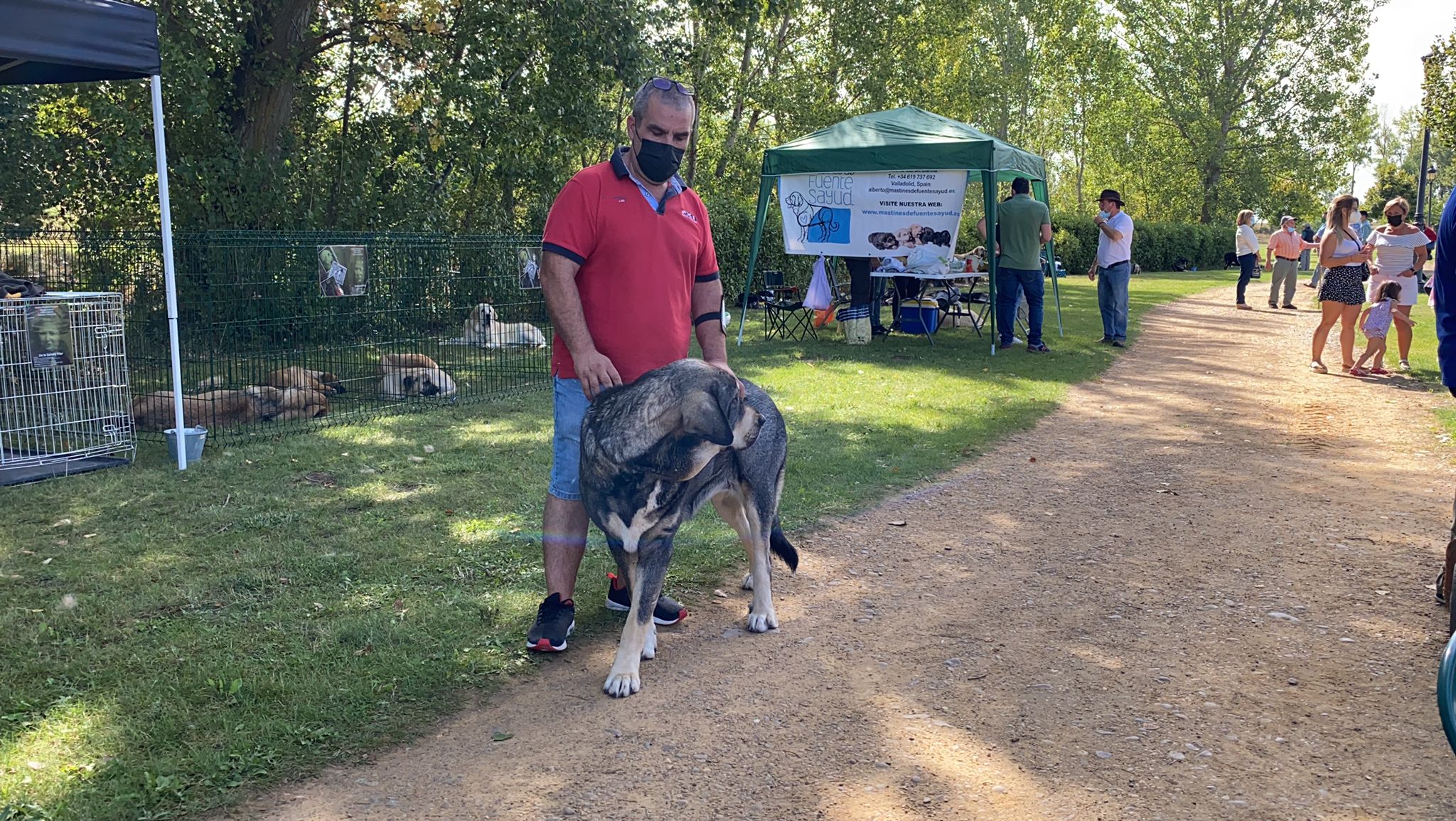 La Asociación española del perro mastín español ha organizado en la localidad de Gordoncillo un concurso para elegir a los mejores de la raza en más de 25 categorías.