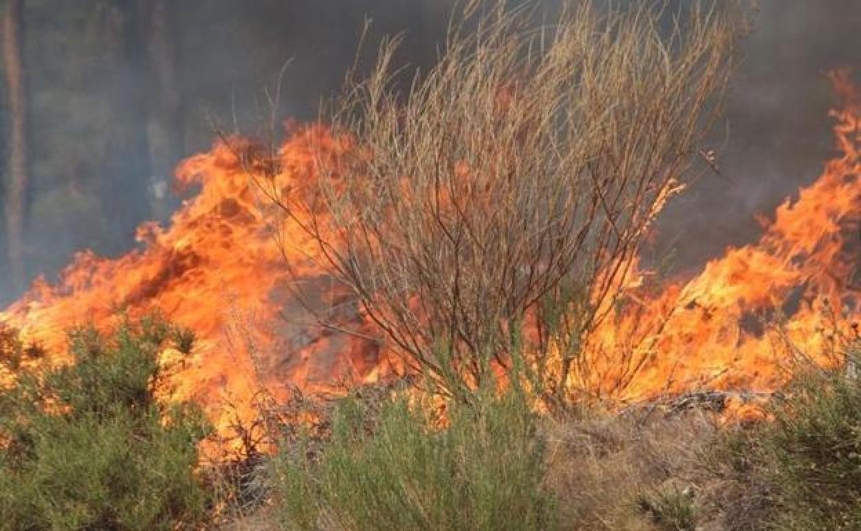 Imagen de archivo de un incendio forestal.