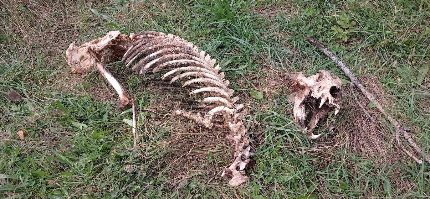 Restos de un oso pardo encontrados en Fasgar, Murias de Paredes.