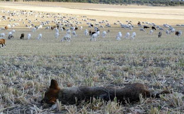 Prohibida la caza del lobo en España