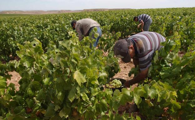 La Ribera del Duero burgalesa recibirá entre 800 y 1.300 temporeros durante la vendimia