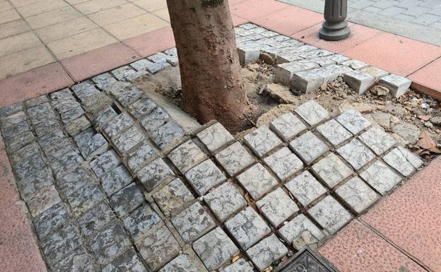 Alcorque de piedra instalado en uno de los árboles de la ciudad.