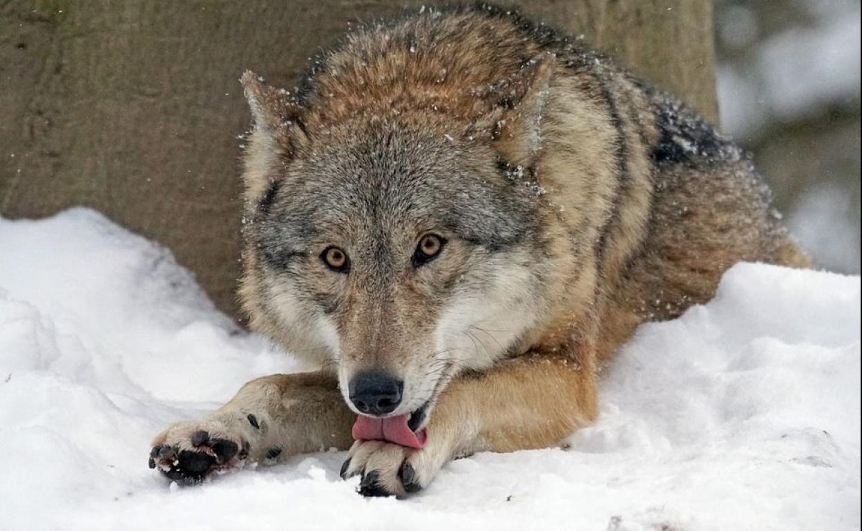 Un lobo se relame sobre la nieve en una iamgen de archivo. 