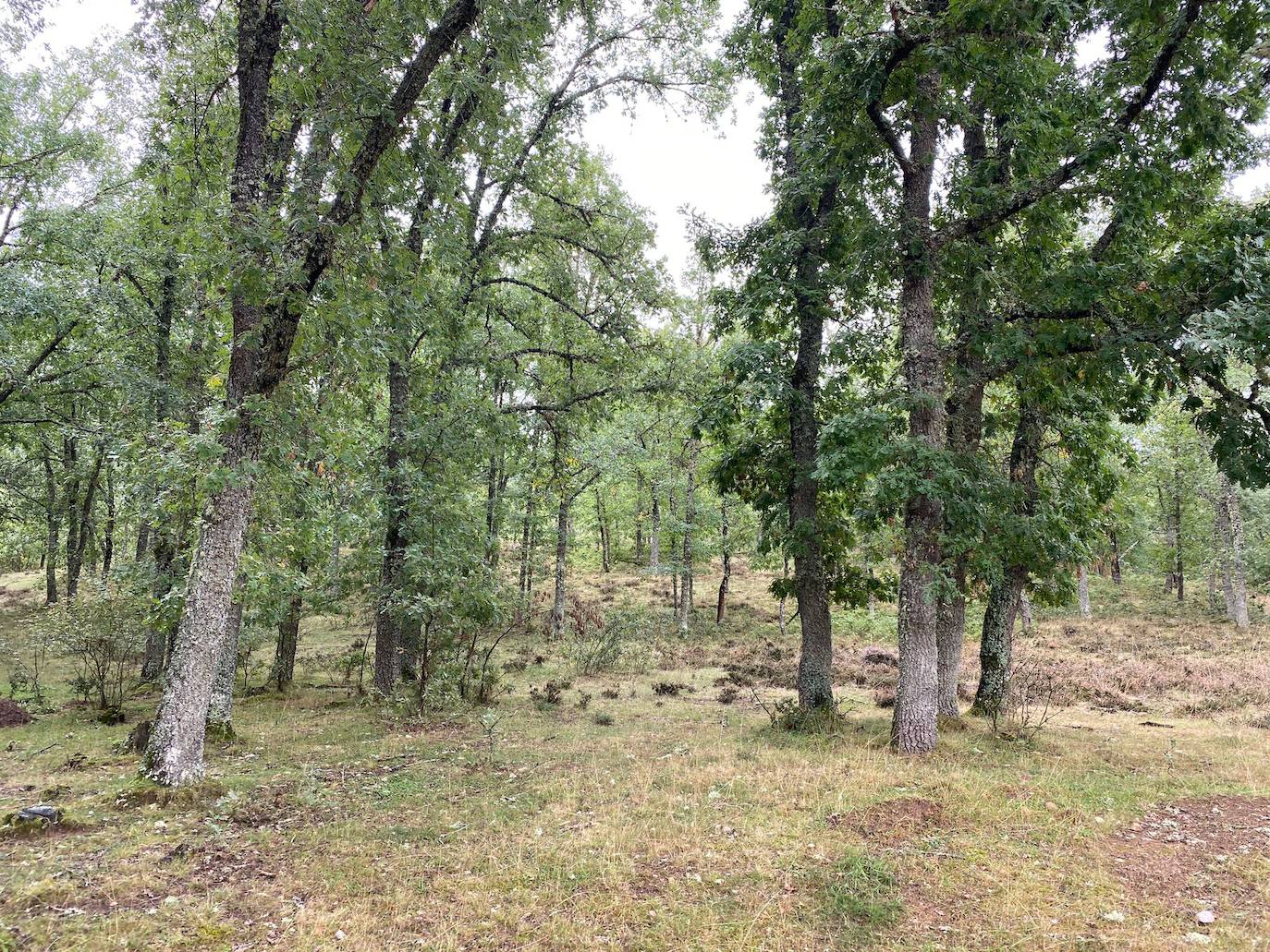 Más de 200 corredores han disfrutado de un recorrido de 50 kilómetros por la comarca de Tierras de Sahagún.