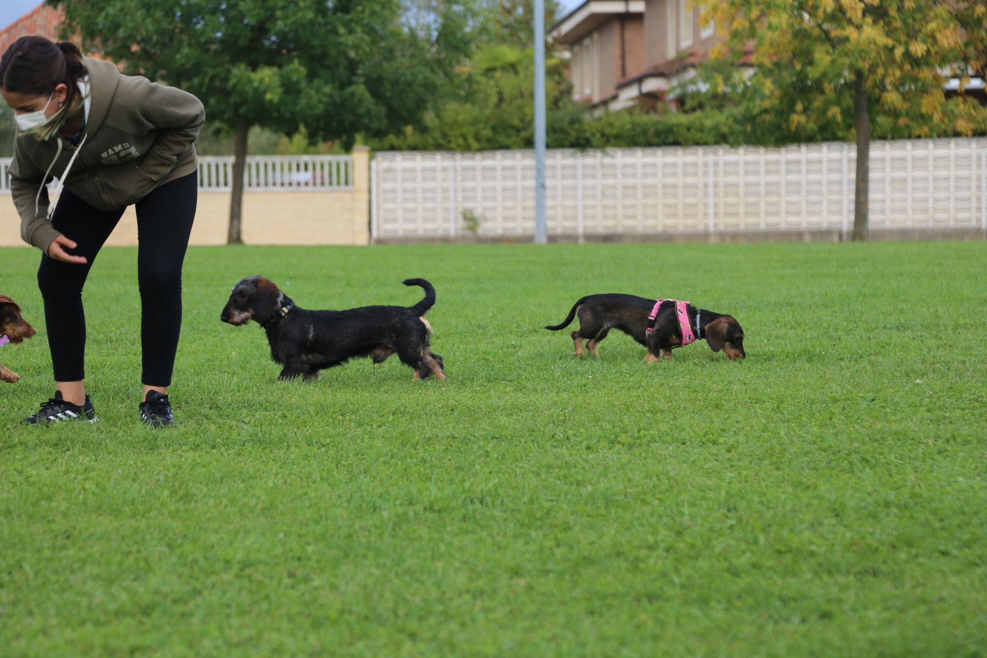 Este domingo alrededor de 20 dueños de perros de raza teckel, conocidos como perros salchicha, se reunieron para disfrutar de una tarde de fin de semana compartiendo la felicidad y simpatía de estos canes.