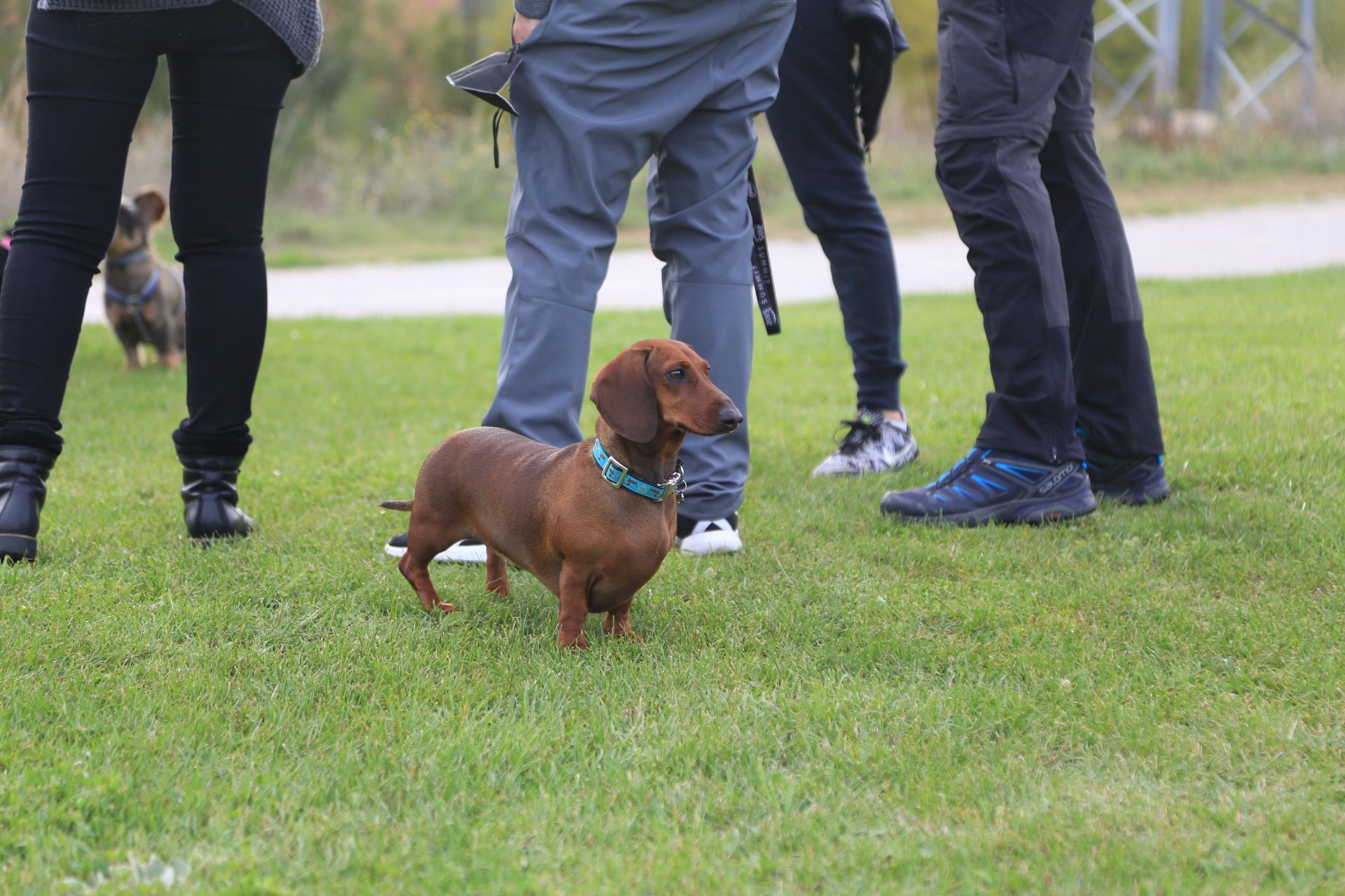 Este domingo alrededor de 20 dueños de perros de raza teckel, conocidos como perros salchicha, se reunieron para disfrutar de una tarde de fin de semana compartiendo la felicidad y simpatía de estos canes.