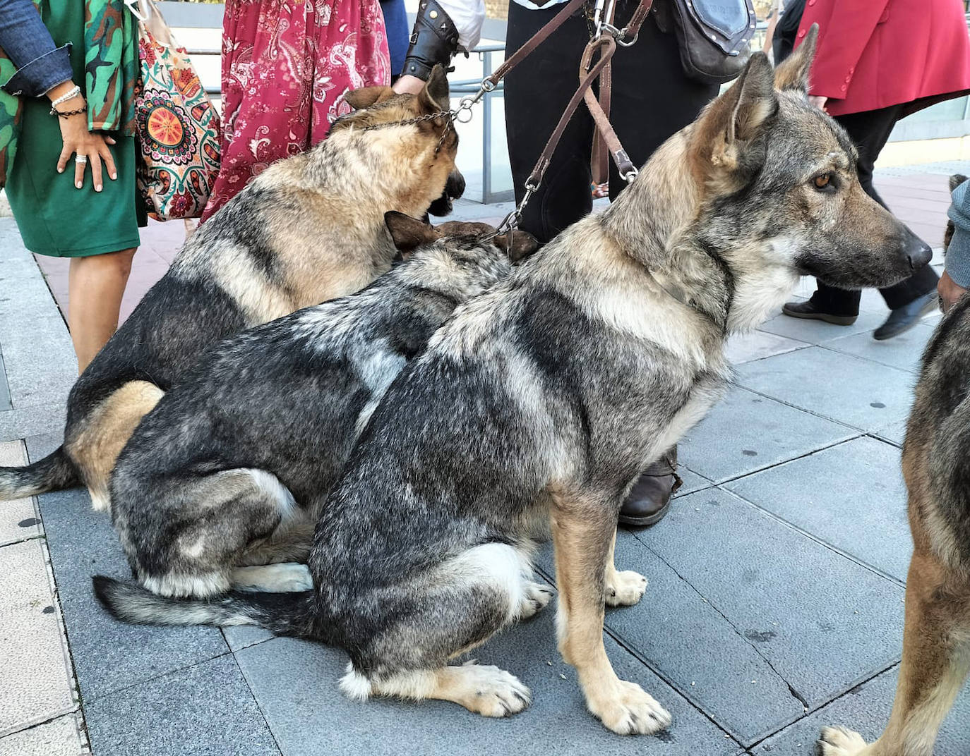 Una manada de lobos asistente a una misa celebrada por el Colegio de Veterinarios de Valladolid.