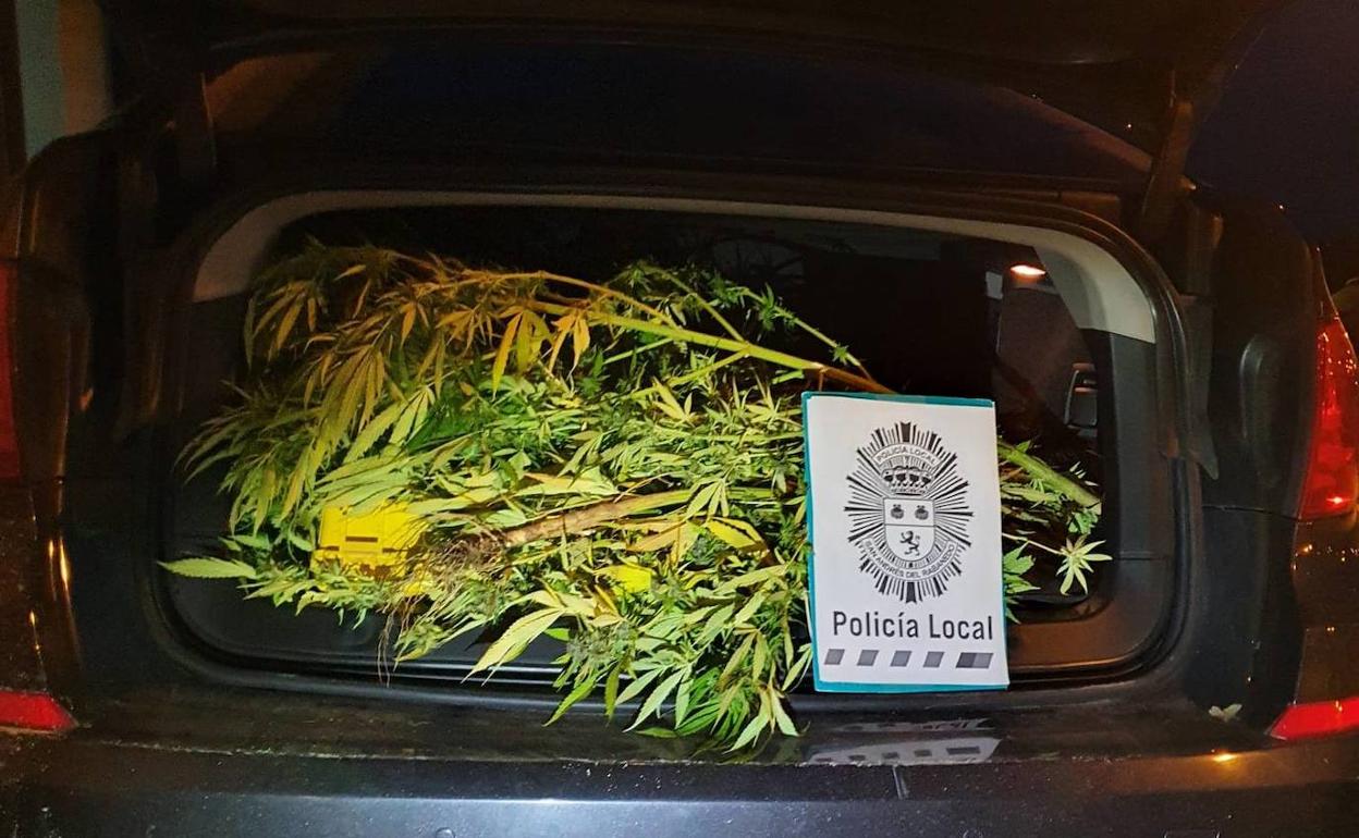 Plantas de marihuana incautadas por la policía.