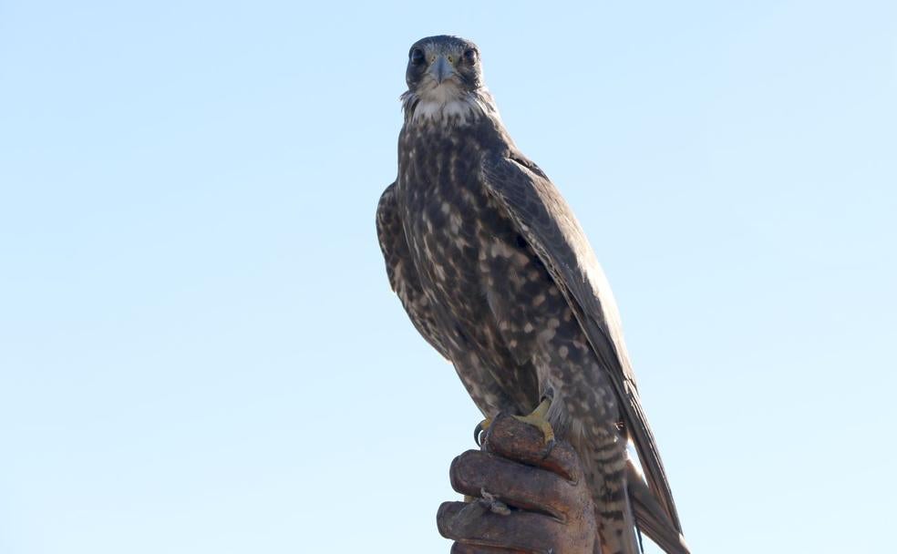 Imagen de uno de los halcones que este viernes han dejado ver su vuelo en las Jornadas Internacionales de Cetrería. 