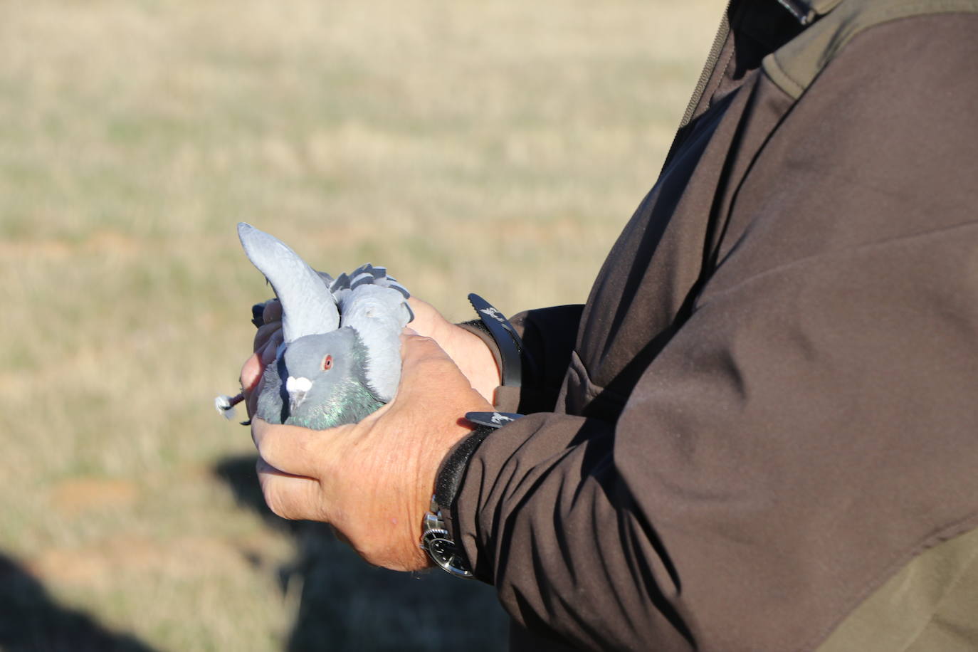 Los amantes de la aves se citan en la virgen del camino por la XXVI edición de las Jornadas Internacionales de Cetrería del Norte, tres días únicos en los que más de 10.000 personas disfrutarán de los vuelos de aves de caza, mercado y un sinfín de actividades . 