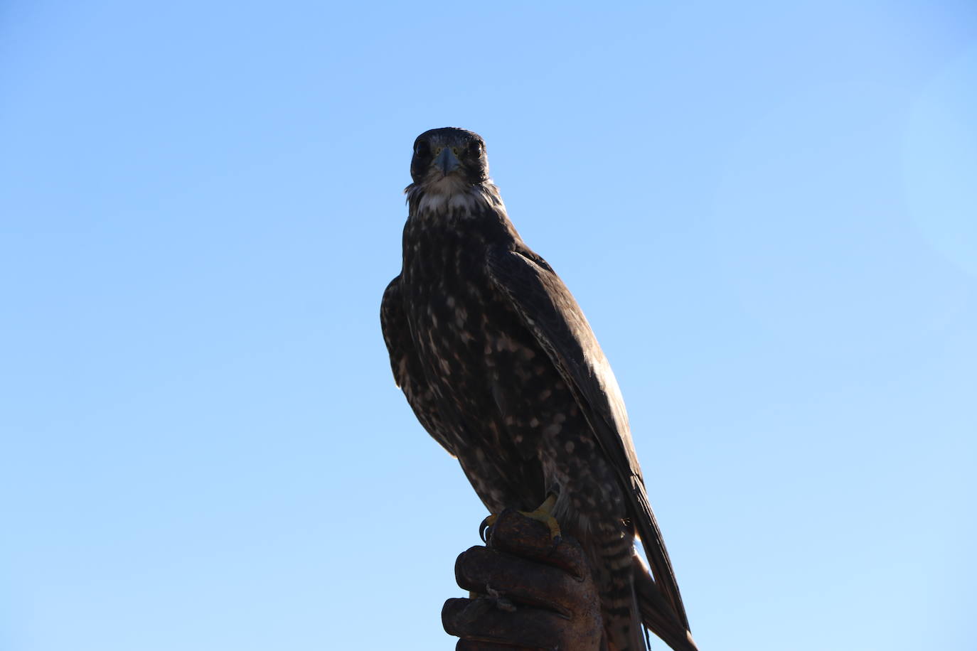 Los amantes de la aves se citan en la virgen del camino por la XXVI edición de las Jornadas Internacionales de Cetrería del Norte, tres días únicos en los que más de 10.000 personas disfrutarán de los vuelos de aves de caza, mercado y un sinfín de actividades . 