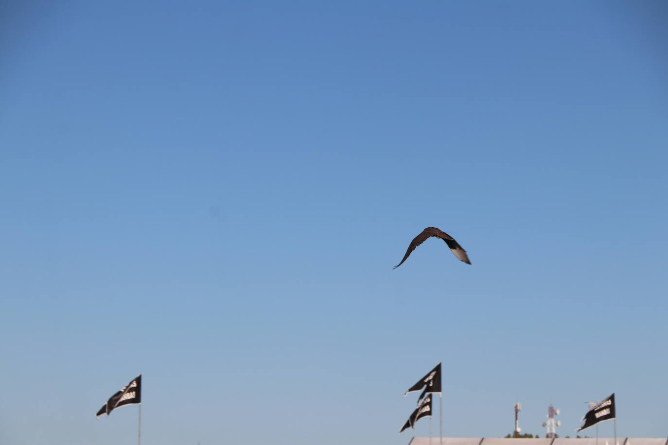 Los amantes de la aves se citan en la virgen del camino por la XXVI edición de las Jornadas Internacionales de Cetrería del Norte, tres días únicos en los que más de 10.000 personas disfrutarán de los vuelos de aves de caza, mercado y un sinfín de actividades . 