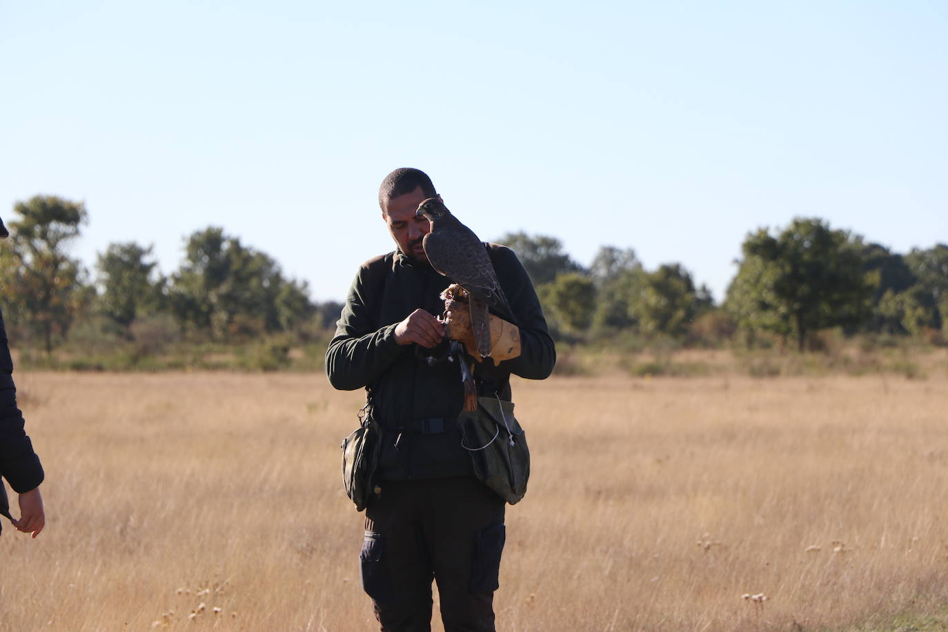 Los amantes de la aves se citan en la virgen del camino por la XXVI edición de las Jornadas Internacionales de Cetrería del Norte, tres días únicos en los que más de 10.000 personas disfrutarán de los vuelos de aves de caza, mercado y un sinfín de actividades . 