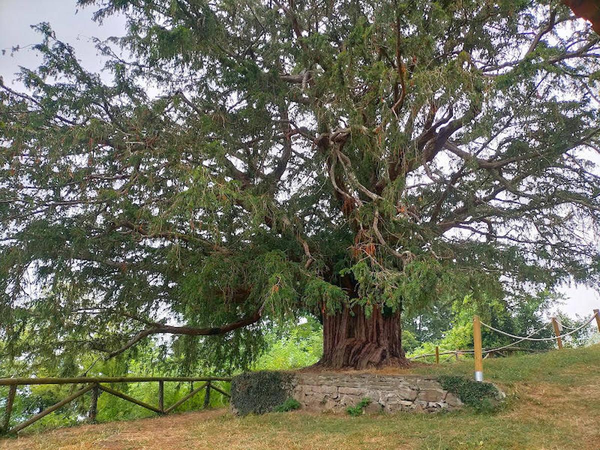 Bermiego (Asturias): La aldea de Bermiego se sitúa en el concejo de Quirós y es capaz de enamorar al visitante desde el primer segundo. Sus calles estrechas, sus casas de piedra con sabor tradicional, sus hórreos y la vegetación que acompaña su paisaje tienen gran culpa de ello. Un escenario de cuento, en el que parece que el tiempo se detiene. En él también encontraremos auténticos tesoros de la naturaleza como el Tejo de Bermiego, un árbol milenario que es el de mayor edad de Asturias y uno de los más antiguos de Europa. Este legendario tejo se levanta junto a la Iglesia de Santa María.