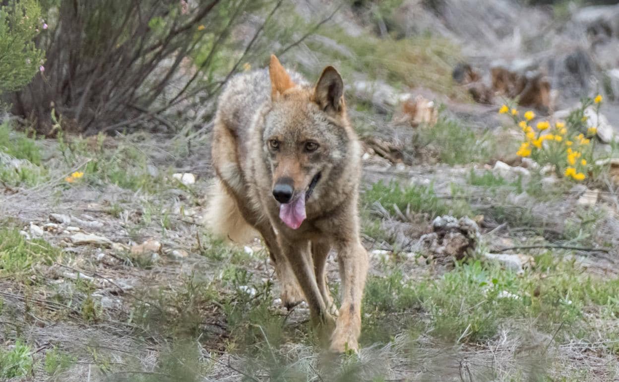 La provincia de León sufre 604 ataques de lobo desde 2018 con 907 cabezas  de ganado muertas 