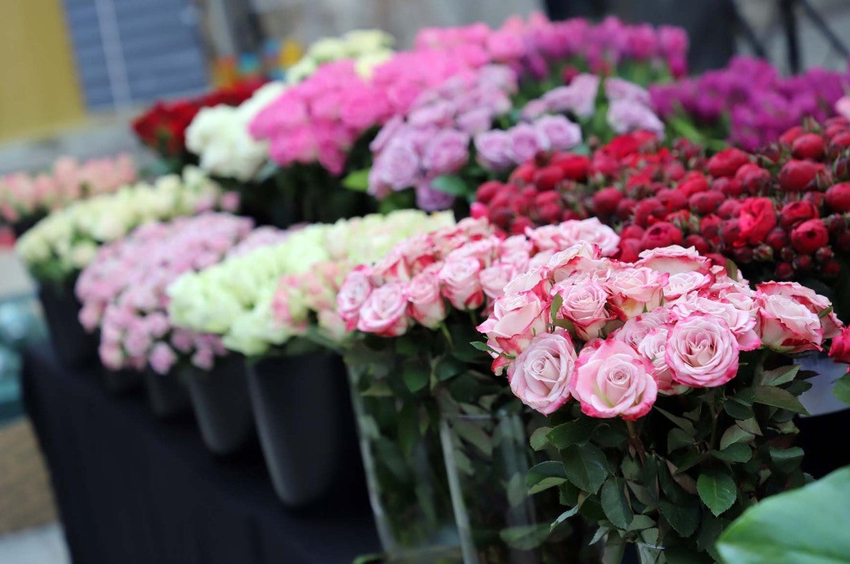 Imagen de unas flores presentes en el MAF-
