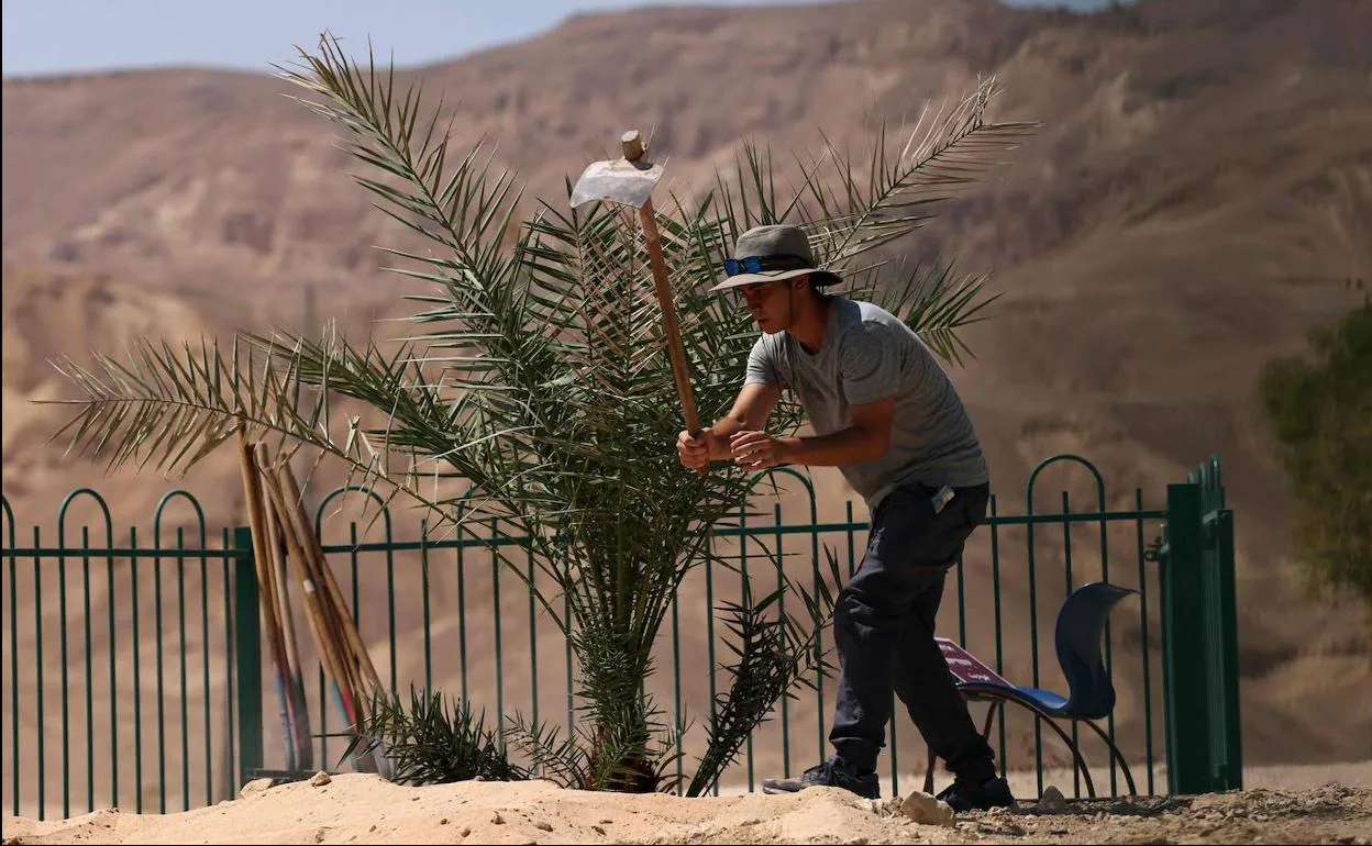 Un trabajador del kibbutz Ketura cuida una de las palmeras nacidas de las semillas milenarias.