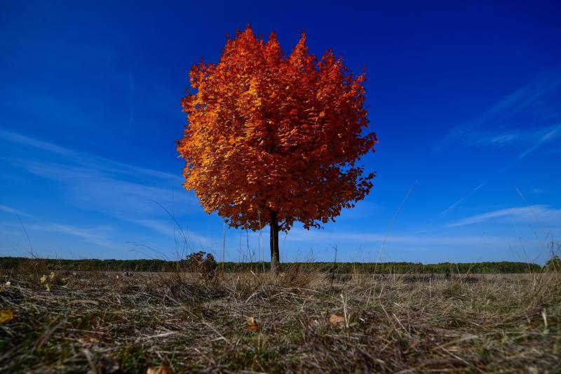 Un árbol otoñal en la ciudad húngara de Derecse.