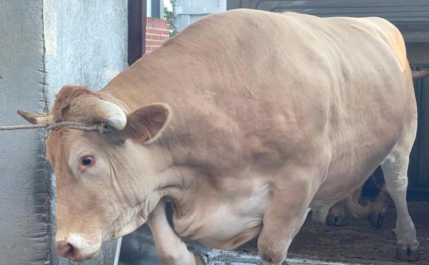 Buey que ha dado el chuletón de 11 kilos y que pertenece a la raza rubia minhota.