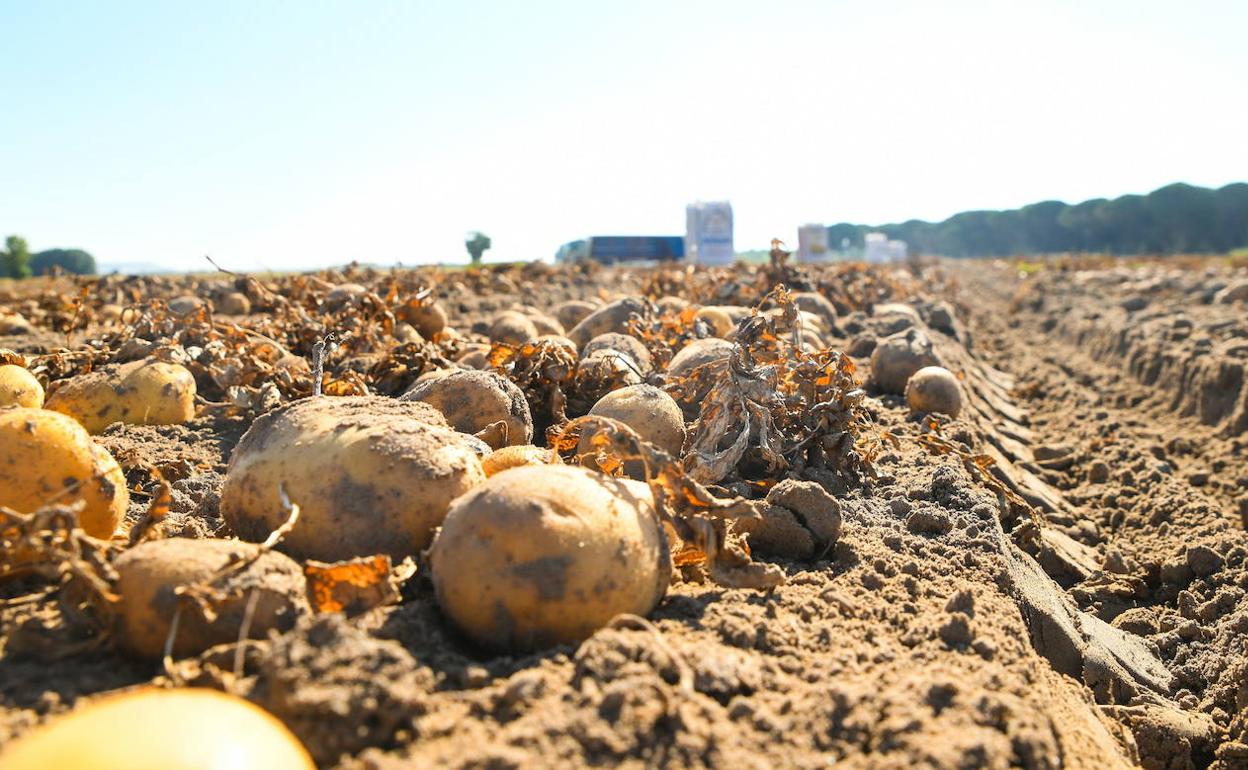 Recogida de patata esta campaña en la provincia de Valladolid. 