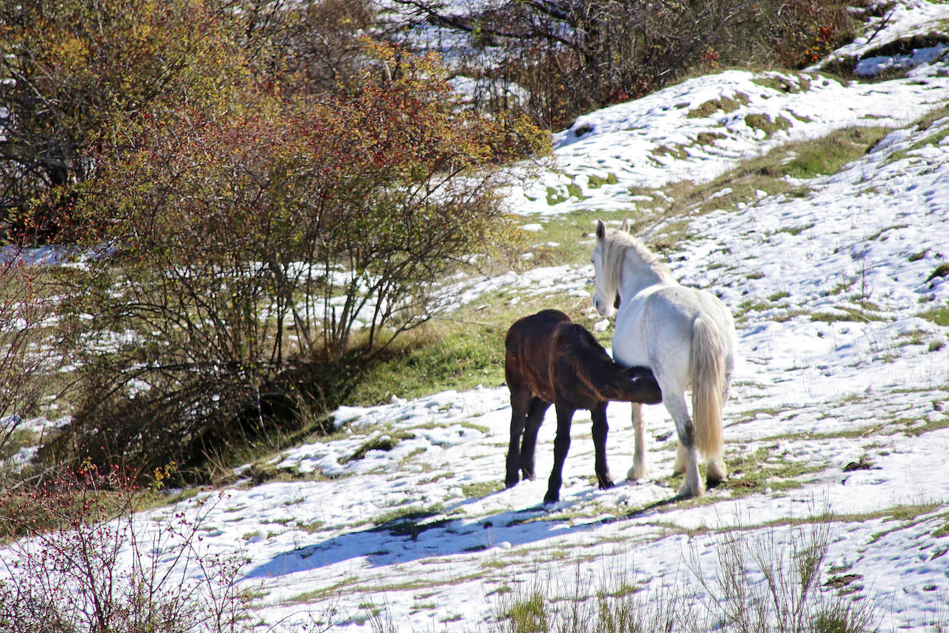 La primera nevada de la temporada cubre cumbres y valles en la comarca de la Tercia.