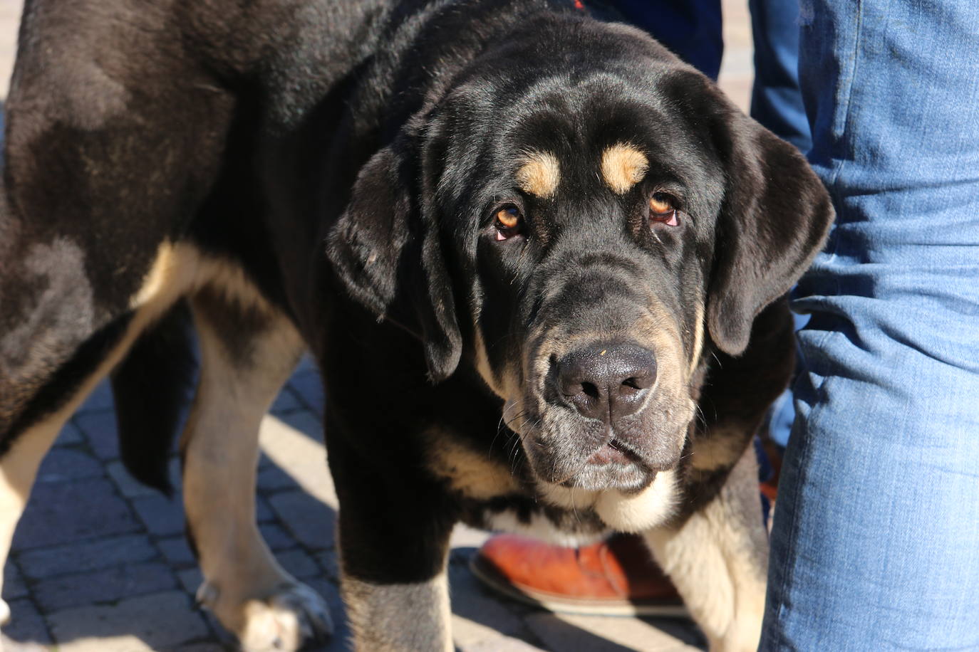 El municipio leonés acoge a cerca de cien perros de esta raza en un concurso que cumple 30 ediciones.