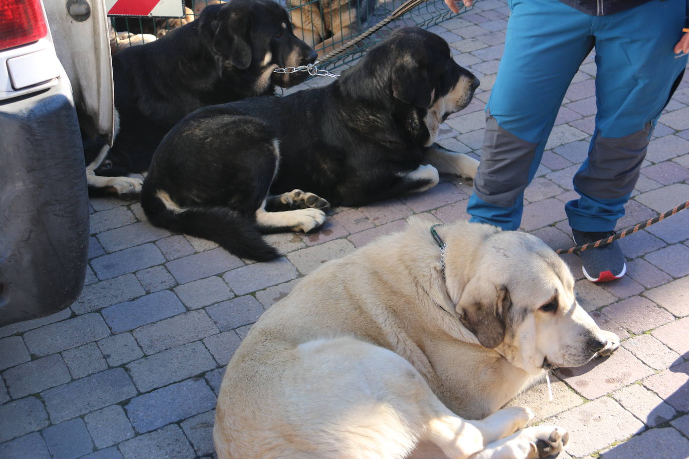 El municipio leonés acoge a cerca de cien perros de esta raza en un concurso que cumple 30 ediciones.