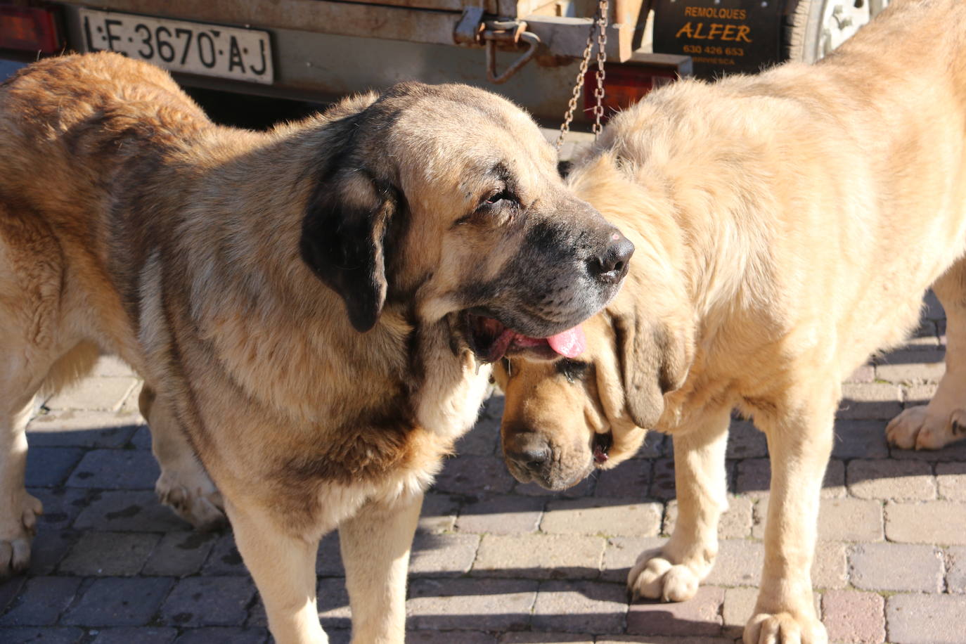 El municipio leonés acoge a cerca de cien perros de esta raza en un concurso que cumple 30 ediciones.