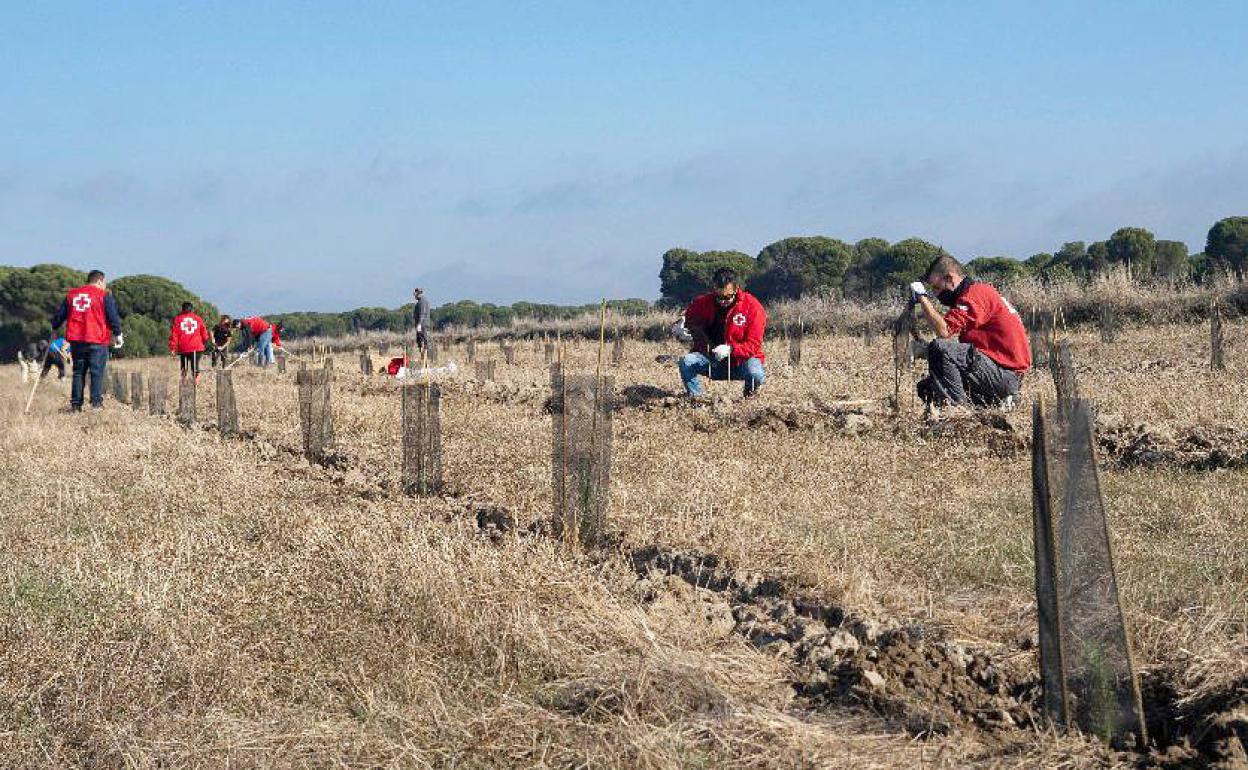 Cruz Roja en Castilla y León planta 26.056 árboles en Medina del Campo (Valladolid) para compensar 724 toneladas de dióxido de carbono. 