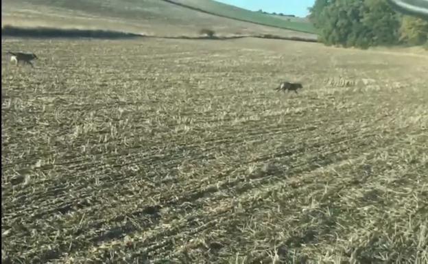 Graban a cinco lobos en un barbecho cerca de Mucientes