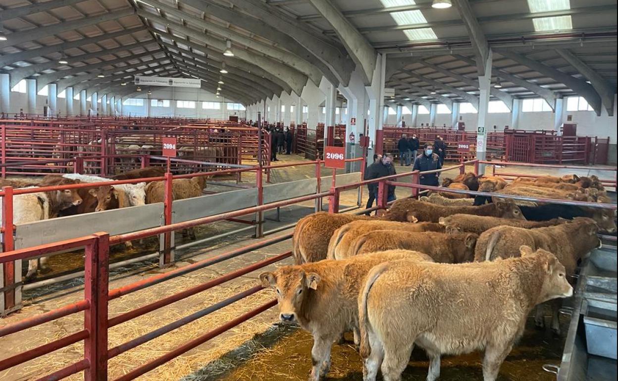 Naves del mercado de ganados de Salamanca, esta mañana. 