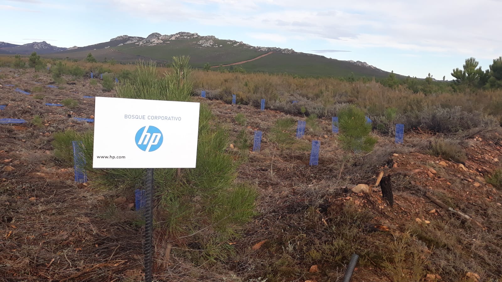 Decenas de personas participan en la plantación de árboles en el área arrasada por el incendio de Castrocontrigo.