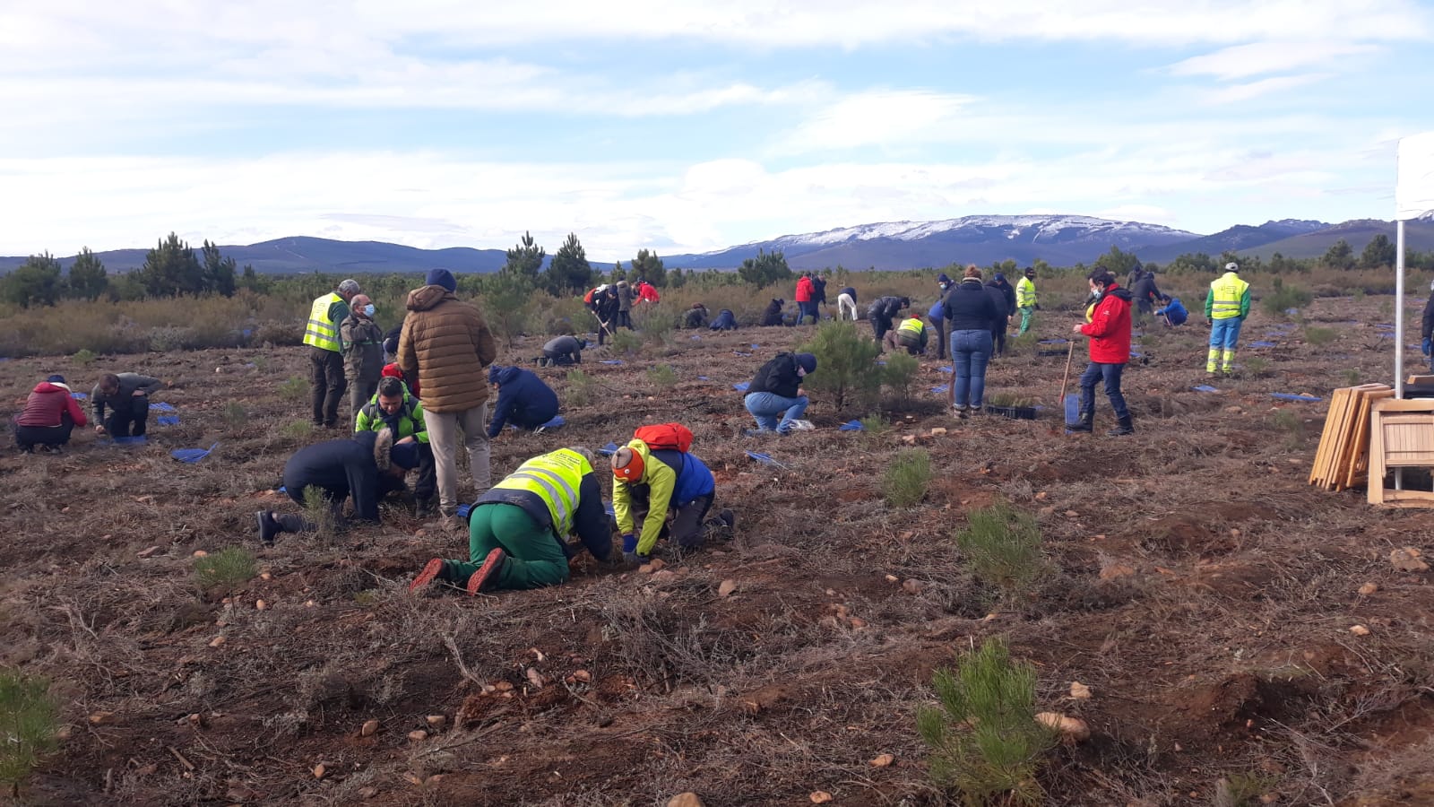 Decenas de personas participan en la plantación de árboles en el área arrasada por el incendio de Castrocontrigo.