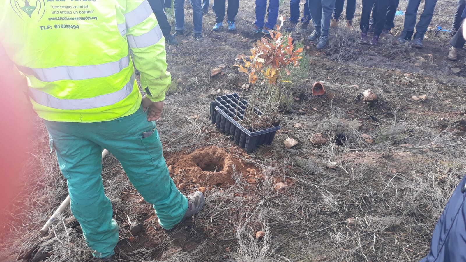 Decenas de personas participan en la plantación de árboles en el área arrasada por el incendio de Castrocontrigo.