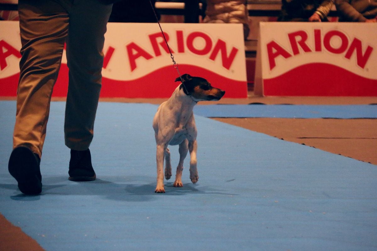 El Palacio de Congresos y Exposiciones ha acogido la XXIII Exposición Internacional Canina durante todo el fin de semana.