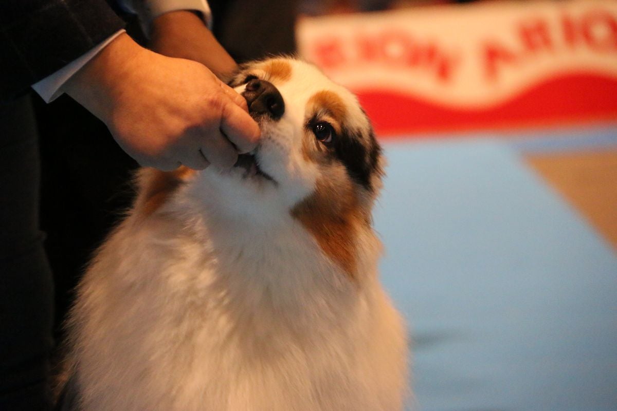 El Palacio de Congresos y Exposiciones ha acogido la XXIII Exposición Internacional Canina durante todo el fin de semana.