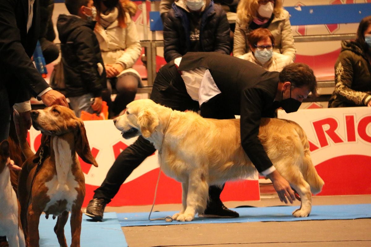 El Palacio de Congresos y Exposiciones ha acogido la XXIII Exposición Internacional Canina durante todo el fin de semana.