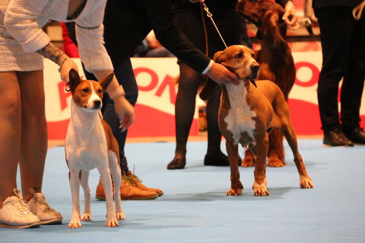 El Palacio de Congresos y Exposiciones ha acogido la XXIII Exposición Internacional Canina durante todo el fin de semana.