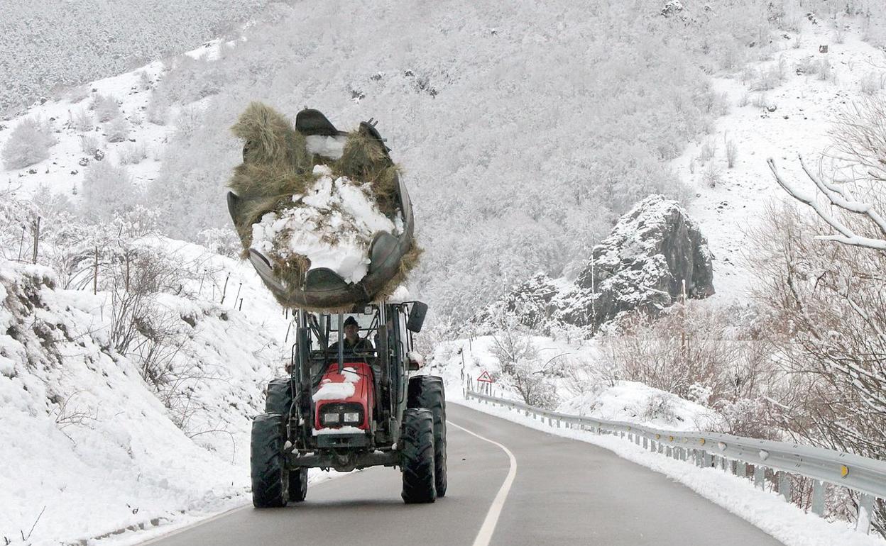 Un ganadero, con su tractor, traslada hierba durante un temporal de nieve en la montaña leonesa. 