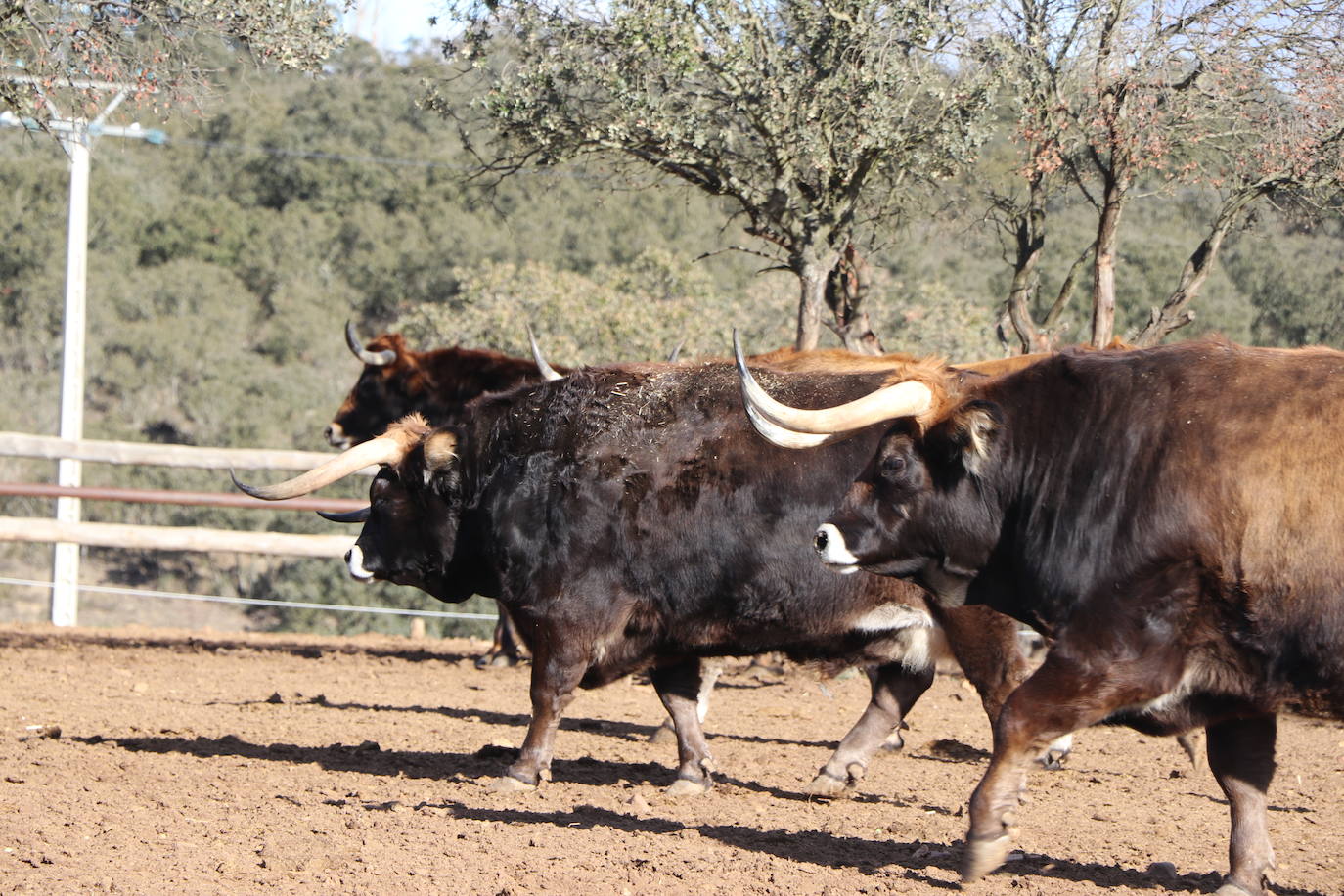 La Bodega El Capricho.