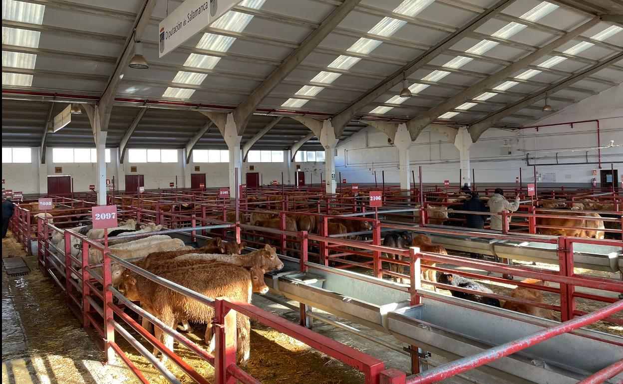 Naves del mercado de ganados de Salamanca. 