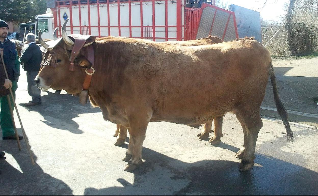 El alcalde de Gradefes ha respaldado la idea de suspender la traficional fSeria de San Blas por motivos sanitarios.