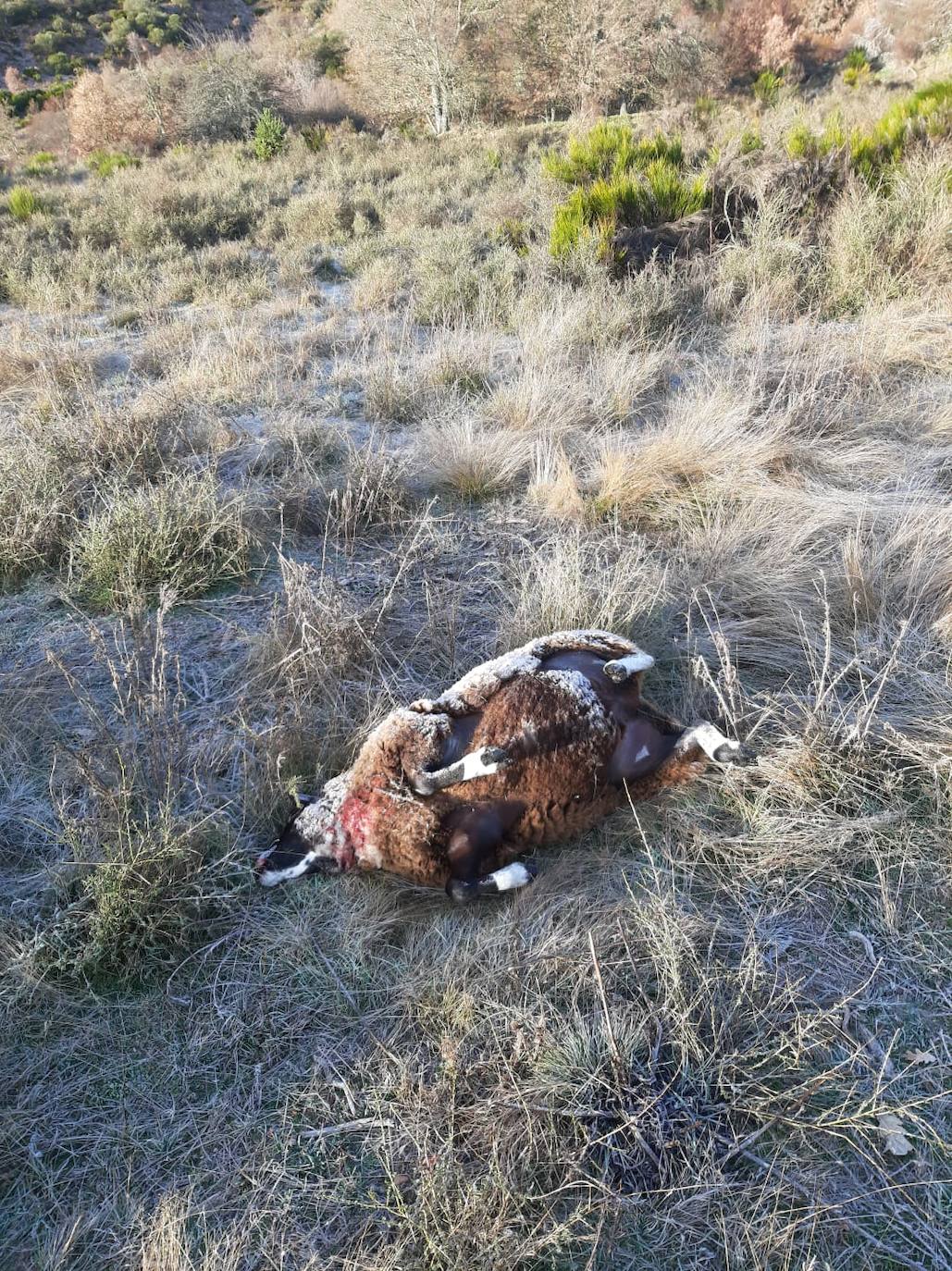 El primer ataque del lobo en la provincia leonesa este 2022 acaba con más de una veintena de animales | «Es una escabechina, algo escandaloso», señala el propietario del ganado, que acusa a la Junta de no darles «derecho a nada»