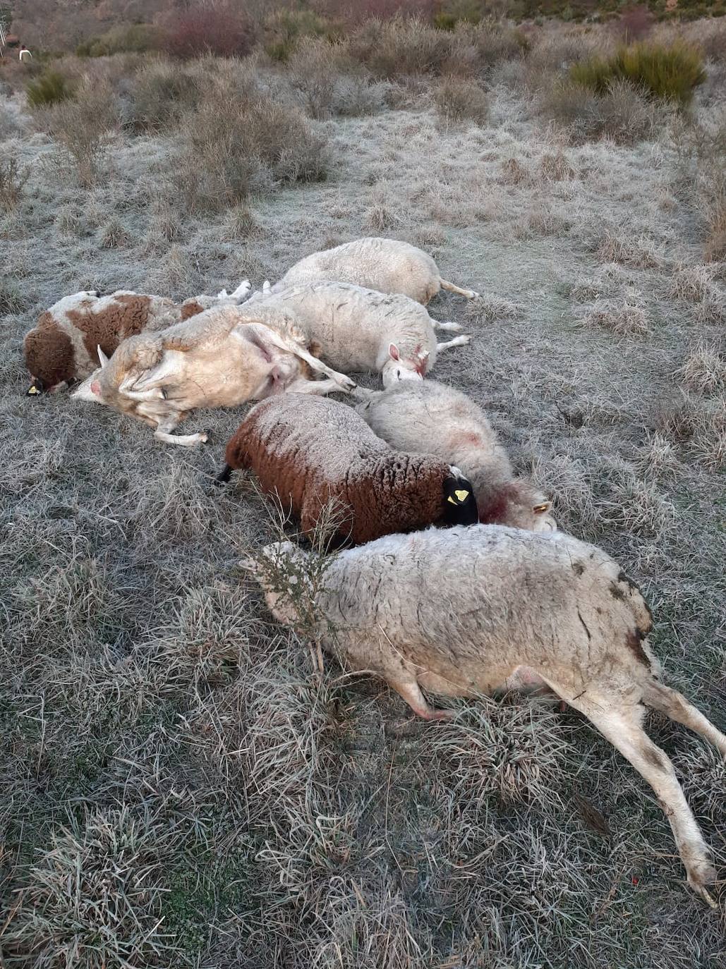 El primer ataque del lobo en la provincia leonesa este 2022 acaba con más de una veintena de animales | «Es una escabechina, algo escandaloso», señala el propietario del ganado, que acusa a la Junta de no darles «derecho a nada»