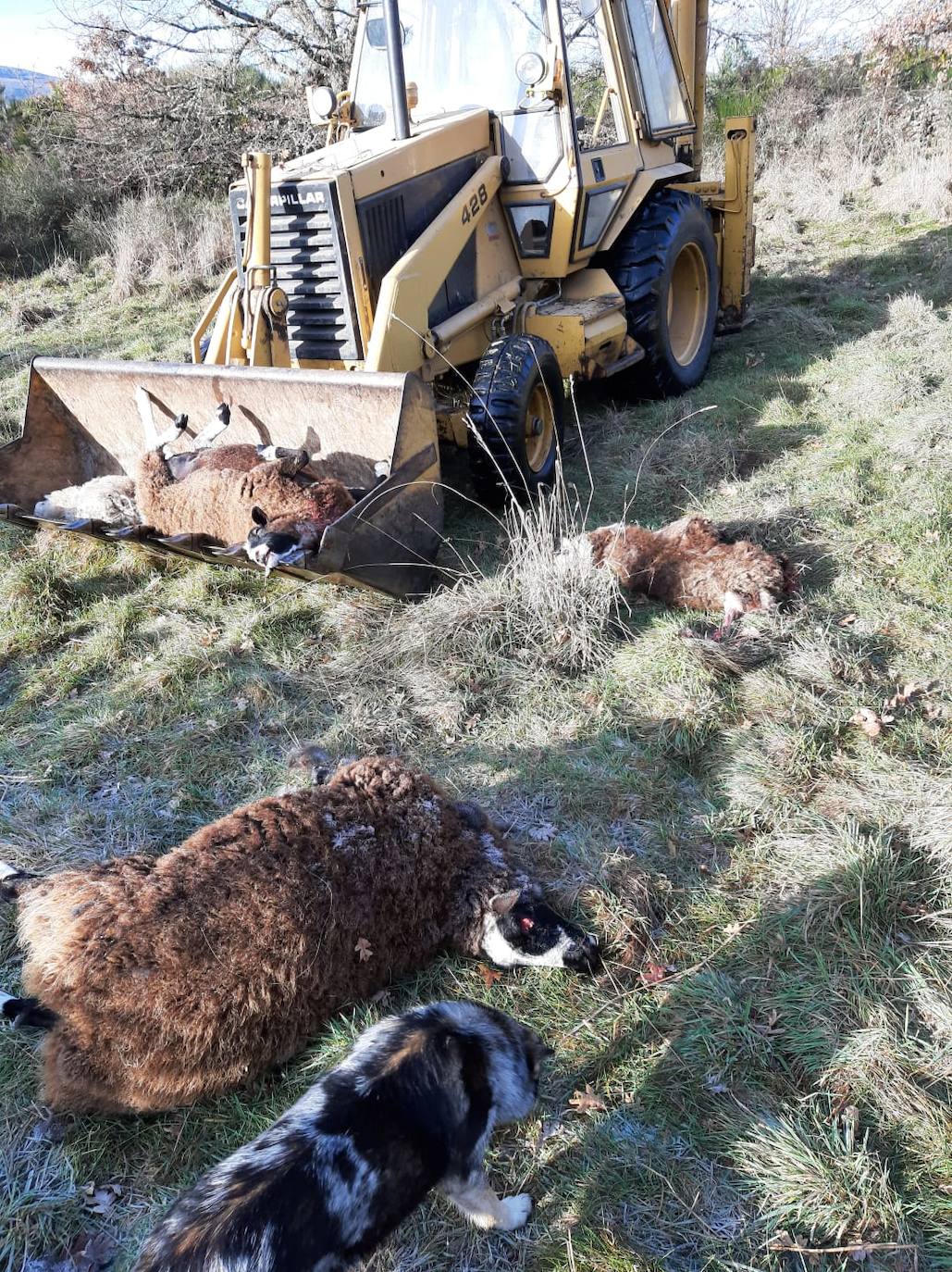 El primer ataque del lobo en la provincia leonesa este 2022 acaba con más de una veintena de animales | «Es una escabechina, algo escandaloso», señala el propietario del ganado, que acusa a la Junta de no darles «derecho a nada»