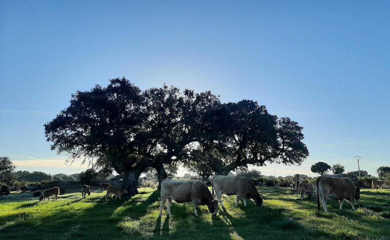 La vacas aprovechan el pasto, esta misma semana, en una explotación salmantina. 