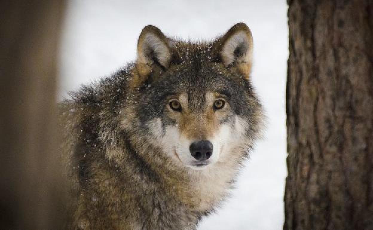 Los leonesistas critican que los ataques de lobo se han incrementado con la nueva legislación sobre su protección.