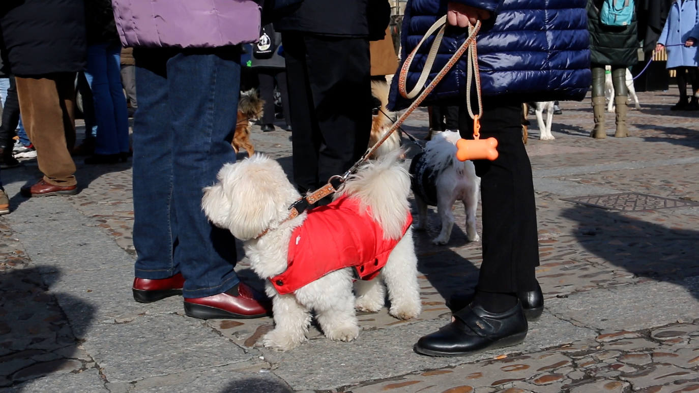 León recupera la tradición más popular de San Antón que el año pasado se canceló por la pandemia | Decenas de animales han recibido en San Marcelo su bendición que en esta ocasión ha sido colectiva desde el Ayuntamiento a pesar del frío y con el abrigo del sol de enero