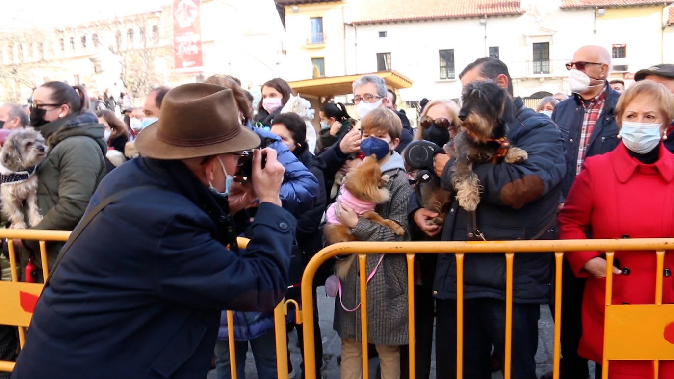 León recupera la tradición más popular de San Antón que el año pasado se canceló por la pandemia | Decenas de animales han recibido en San Marcelo su bendición que en esta ocasión ha sido colectiva desde el Ayuntamiento a pesar del frío y con el abrigo del sol de enero