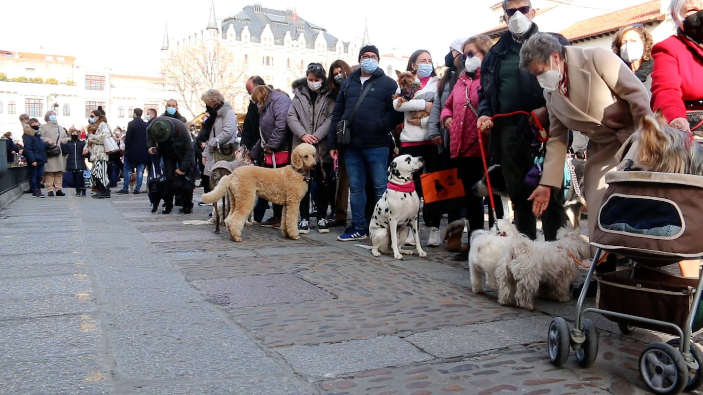 León recupera la tradición más popular de San Antón que el año pasado se canceló por la pandemia | Decenas de animales han recibido en San Marcelo su bendición que en esta ocasión ha sido colectiva desde el Ayuntamiento a pesar del frío y con el abrigo del sol de enero